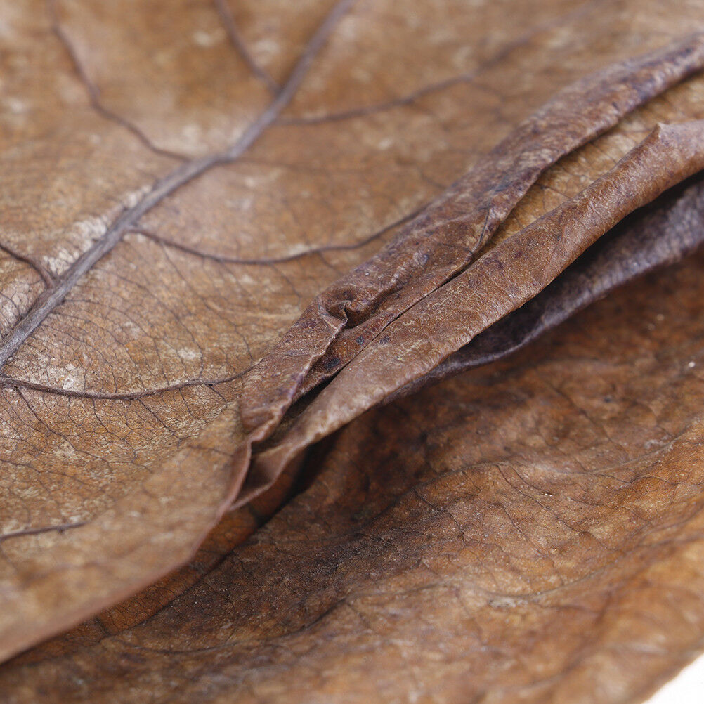 20Pc catappa leaves almond tree aquarium clean tool terminalia leaf about  G DF