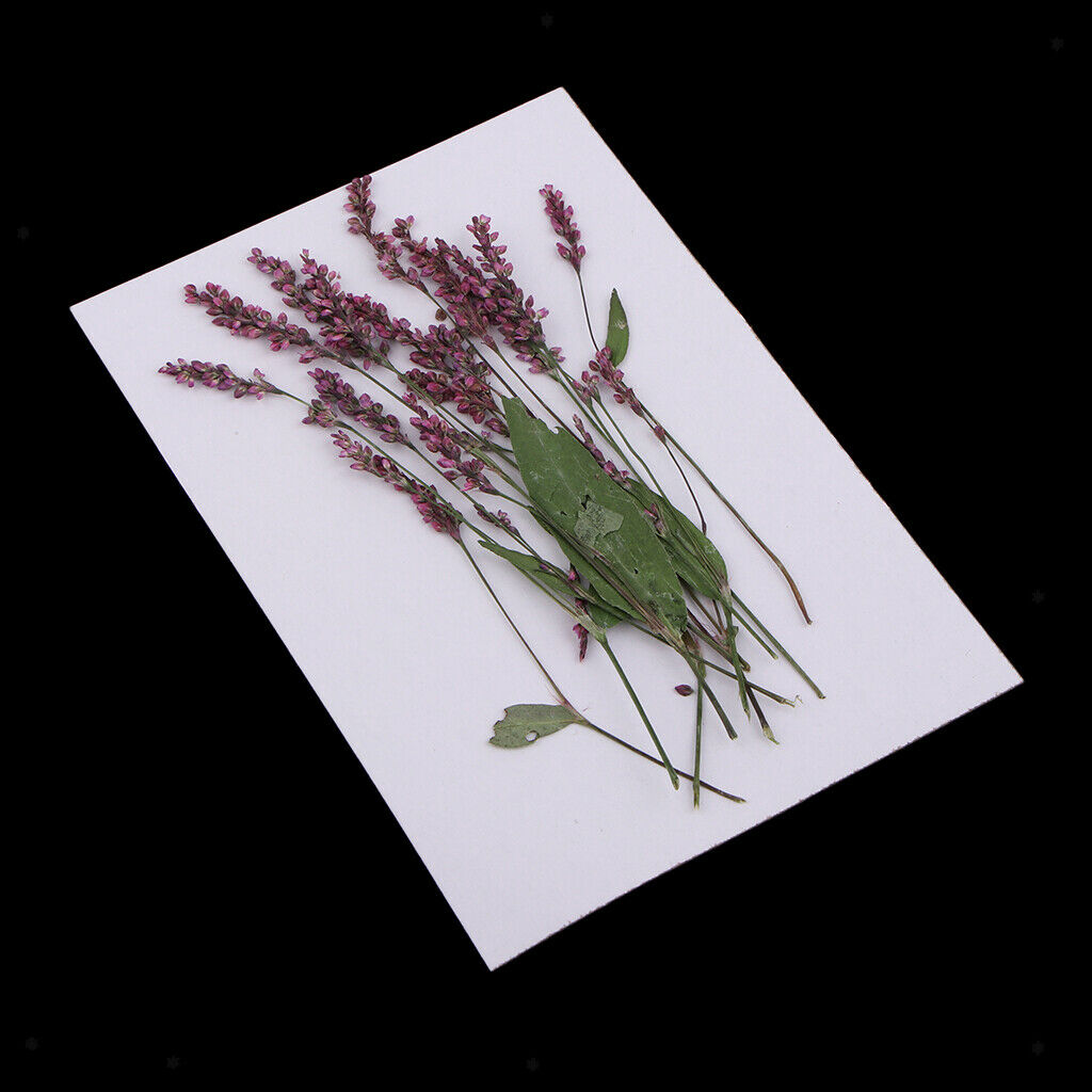 Blesiya 12Pcs Real Pressed Leaves Dried Flowers DIY Scrapbooking Phone Craft