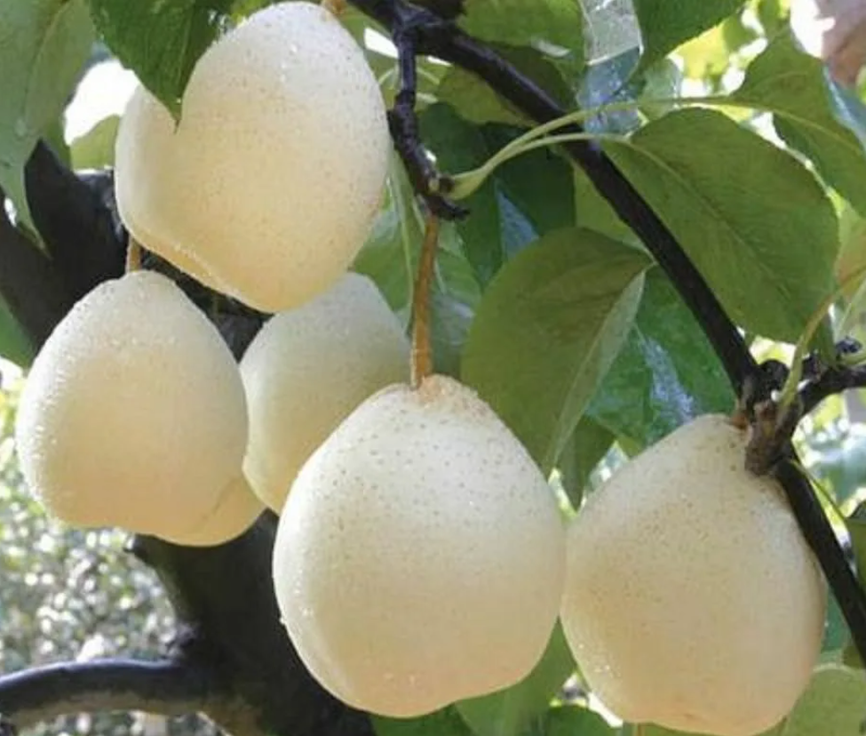 5PCS Seeds Pear Chinese White Sand Juicy Fleshy Sweet Delicious Green Fruits