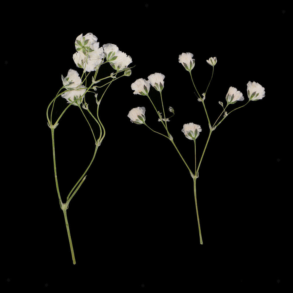 20 Pressed Dried Flower Real Babysbreath Sage Flowers DIY Scrapbooking Craft