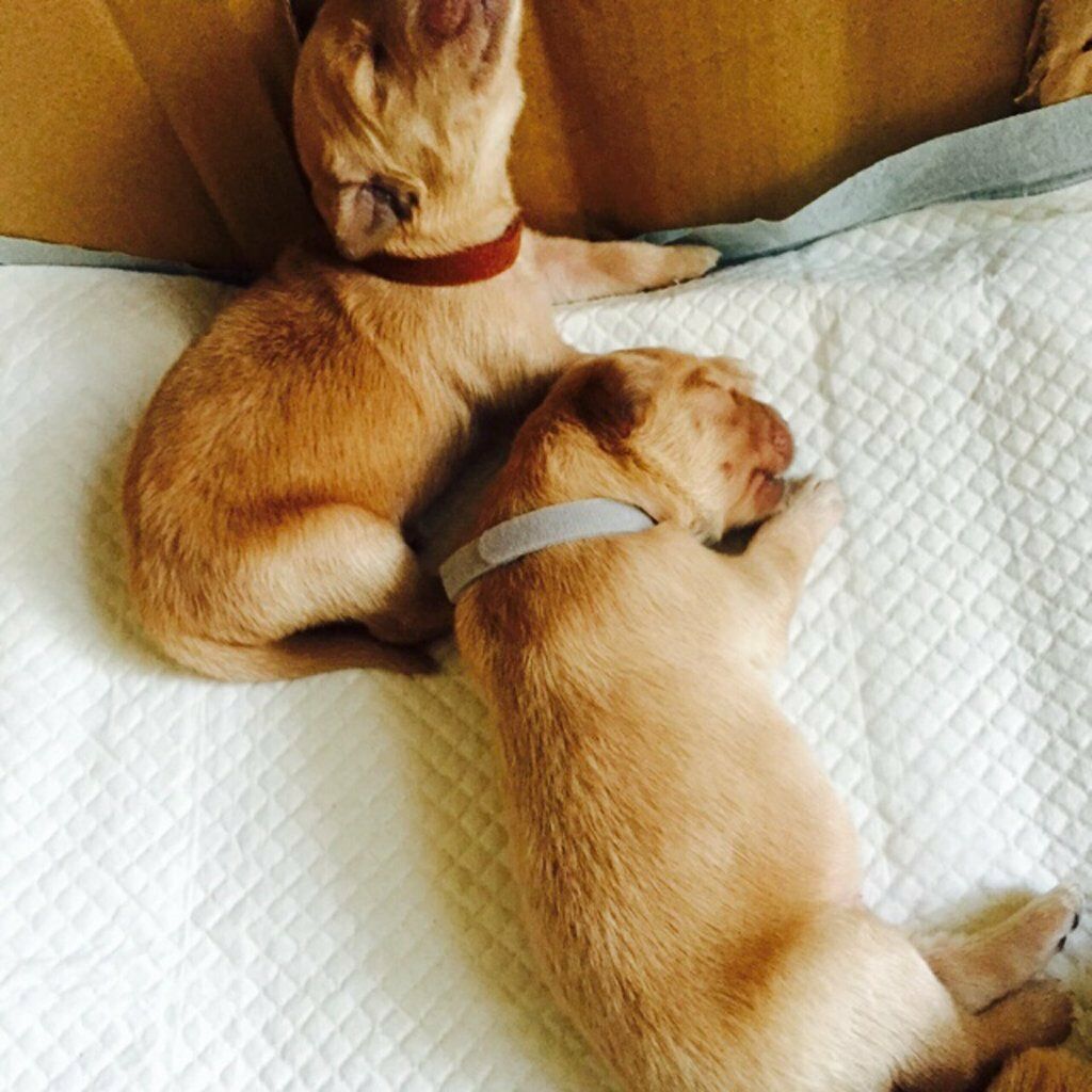1 Set Adjustable Puppy Dog Cat ID Collar Band Whelping Breeders