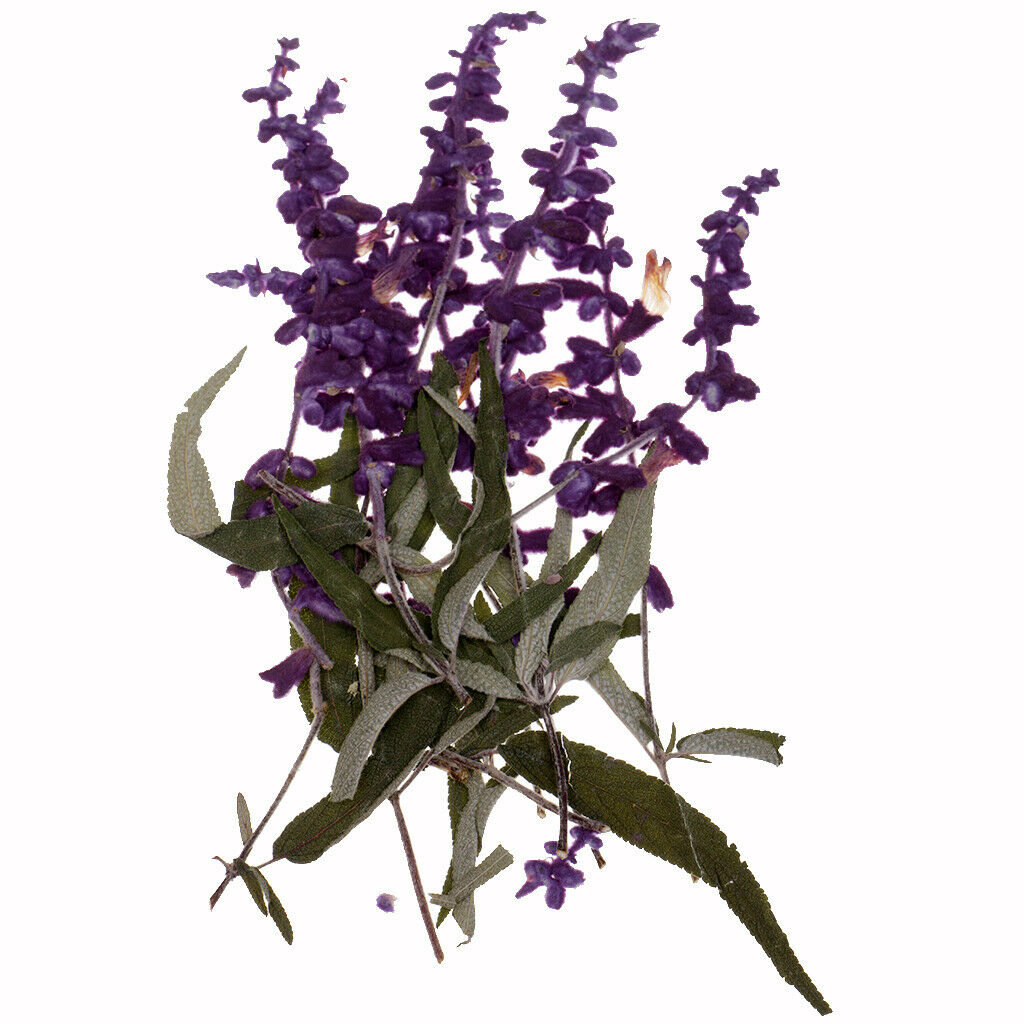 20 Pcs Dried Pressed Flowers for DIY Scrapbooking Crafts Purple Flowers