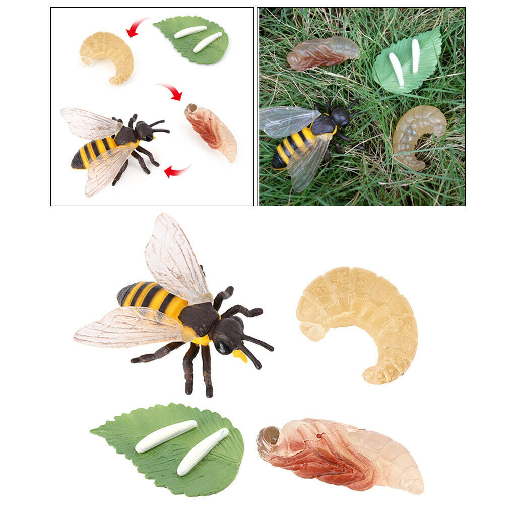 Lifelike Nature Insects Growth Life Cycle Kids Learning Toys Teaching Aids