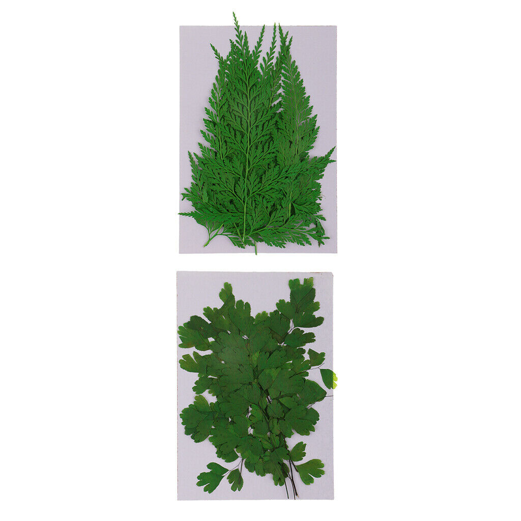 18Pcs Natural Press Ferns Leaves Pressed Real Dried Flower Dry Leaves for DIY