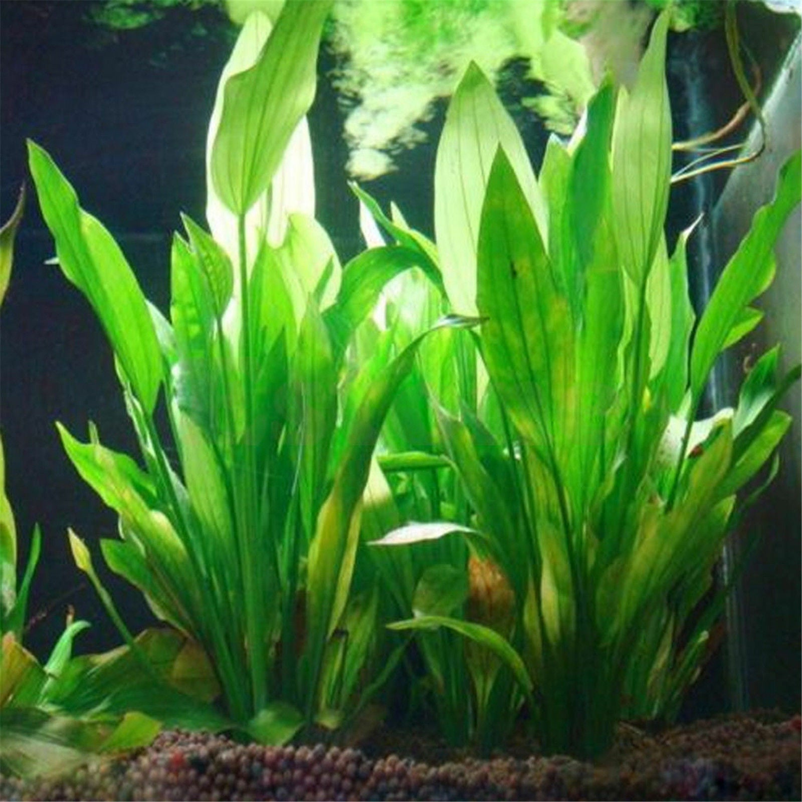 Fab Plastique Vert Eau Plante Herbe Pelouse Aquarium Paysage DÃ©cor Maison