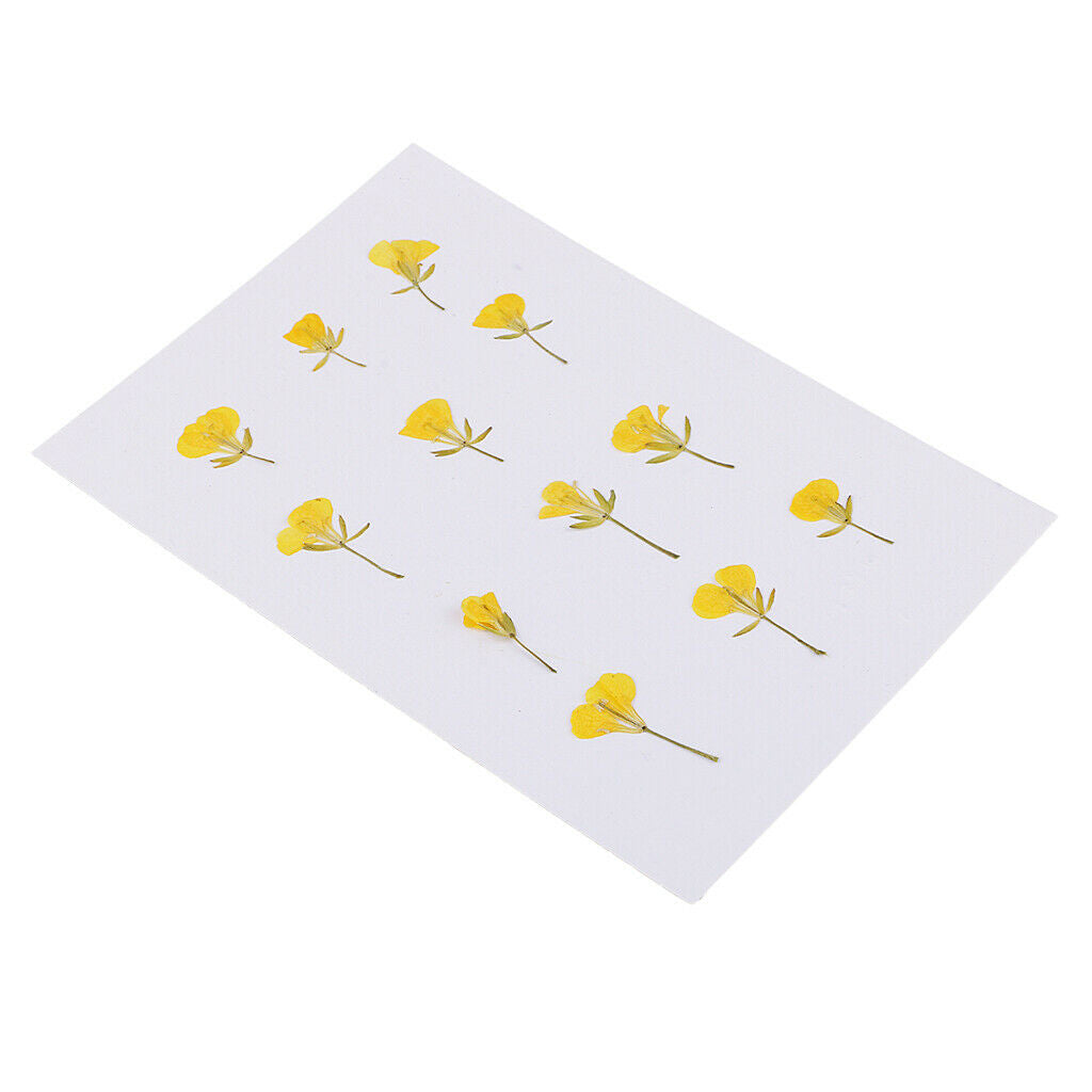 12 Pcs Dried Pressed Flowers Rape Flowers Plant Herbarium for Craft Making