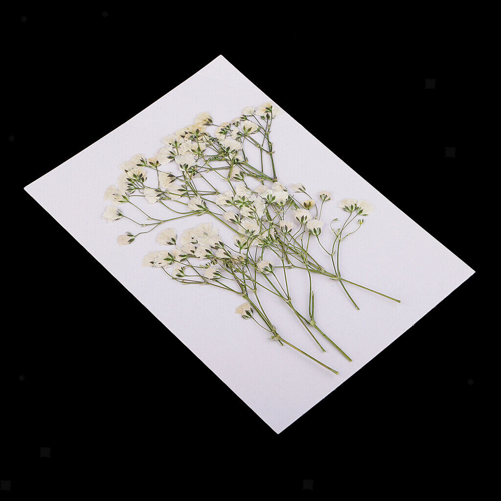 10x Dried Babysbreath Flowers Pressed For Card Making Decors Ornaments