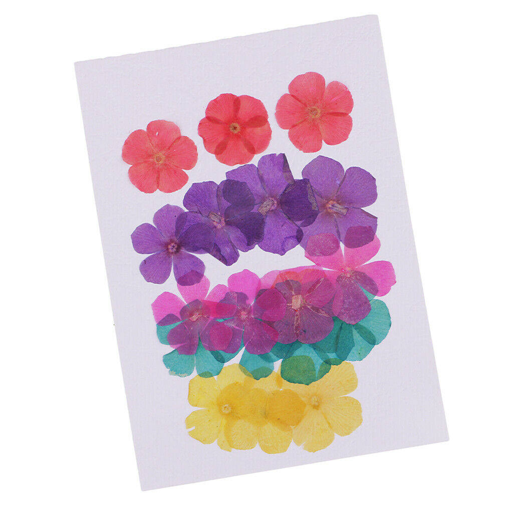 20 Pieces Natural Round 5-Petals Real Flowers Dried Flower for DIY Craft