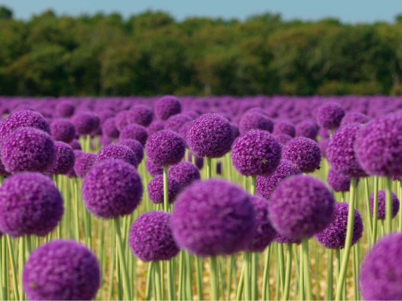 20 Seeds  Allium Giganteum Giant Onion Perennial Plant Home Garden High Quality