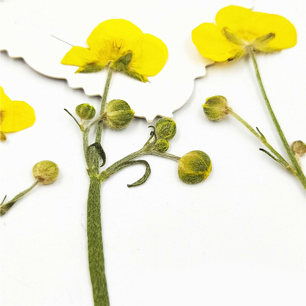 16pcs Natural Pressed Leaves Dried Flowers Plant Specimen Filler for