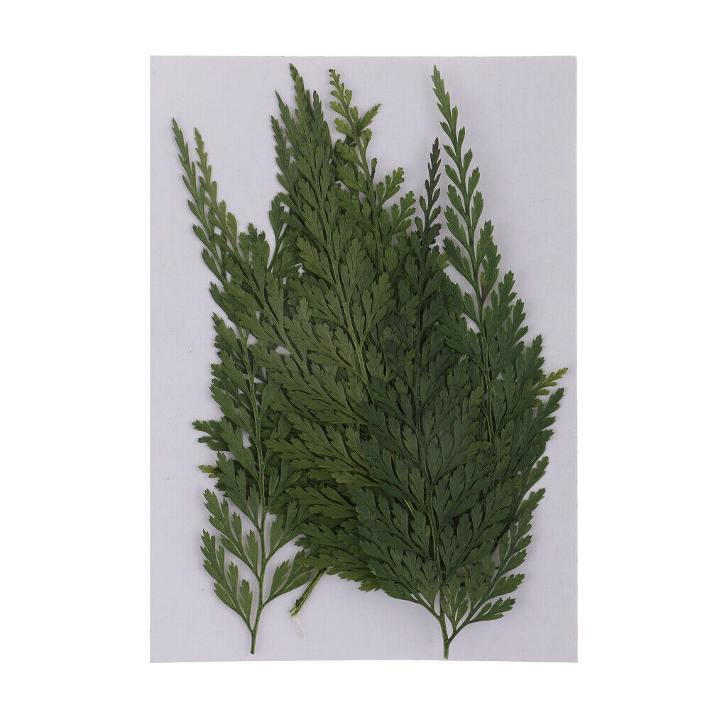 12x   7 - 8cm   Fern   Leaves   Pressed   Dried   Flowers   for   DIY