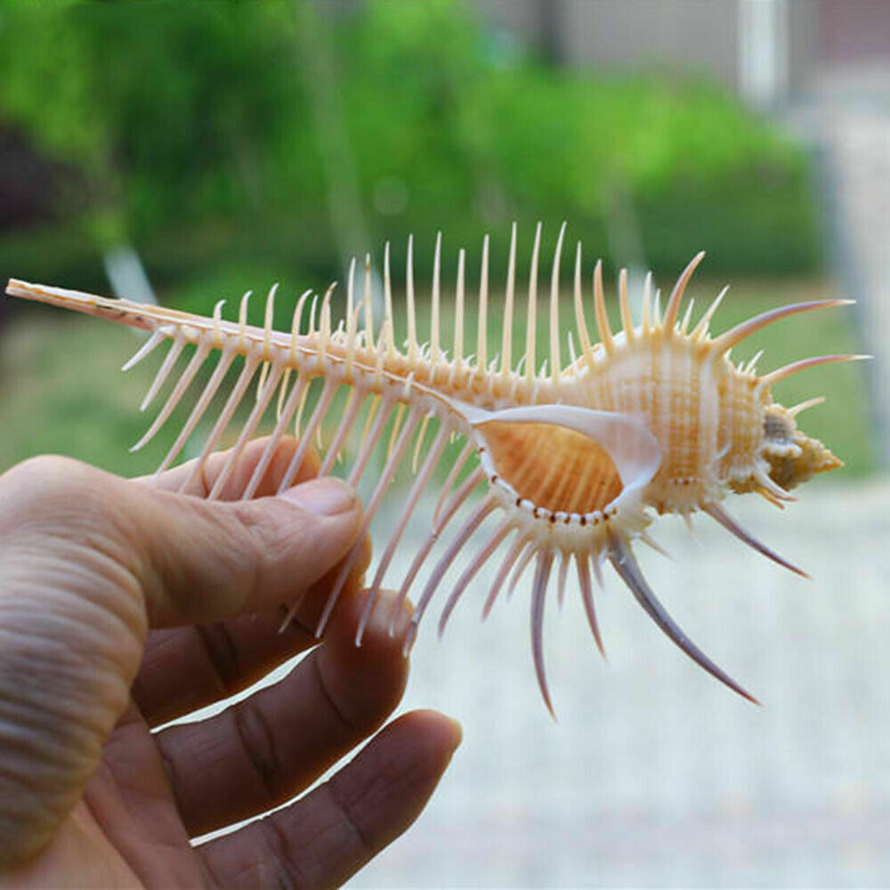 Natural Murex Pecten Shell Conch Coral Sea Snail Home Ornament Fish Tank Adorn