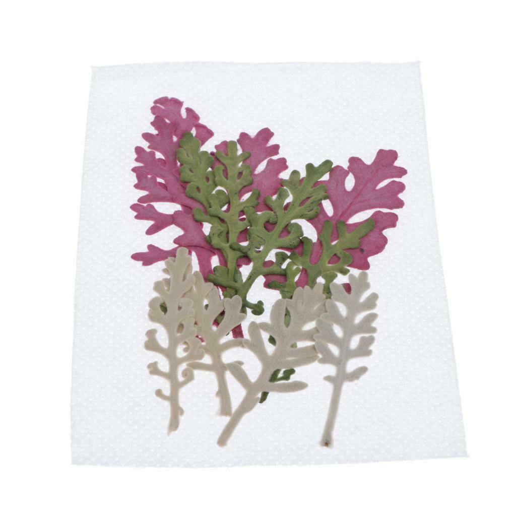 12Pcs Dry Press Flower Natural Pressed Dried Dusty Miller Leaves for Nails Art