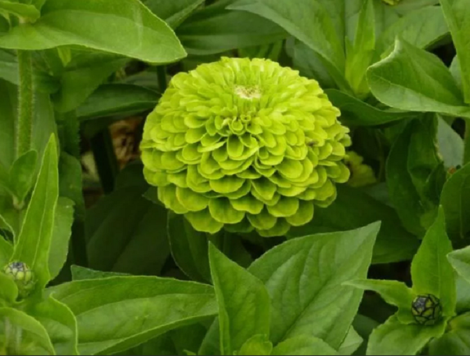 50 PCS Seeds Zinnia Dahlia Giant Lime Queen Elegans Envy Green Amazing Fliowers