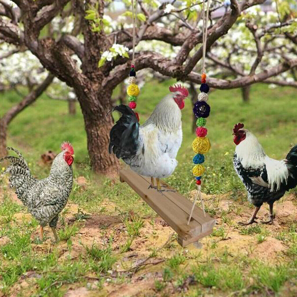 Chicken Swing Perch for Chicken Hens Large Birds Macaws Finches Parakeet