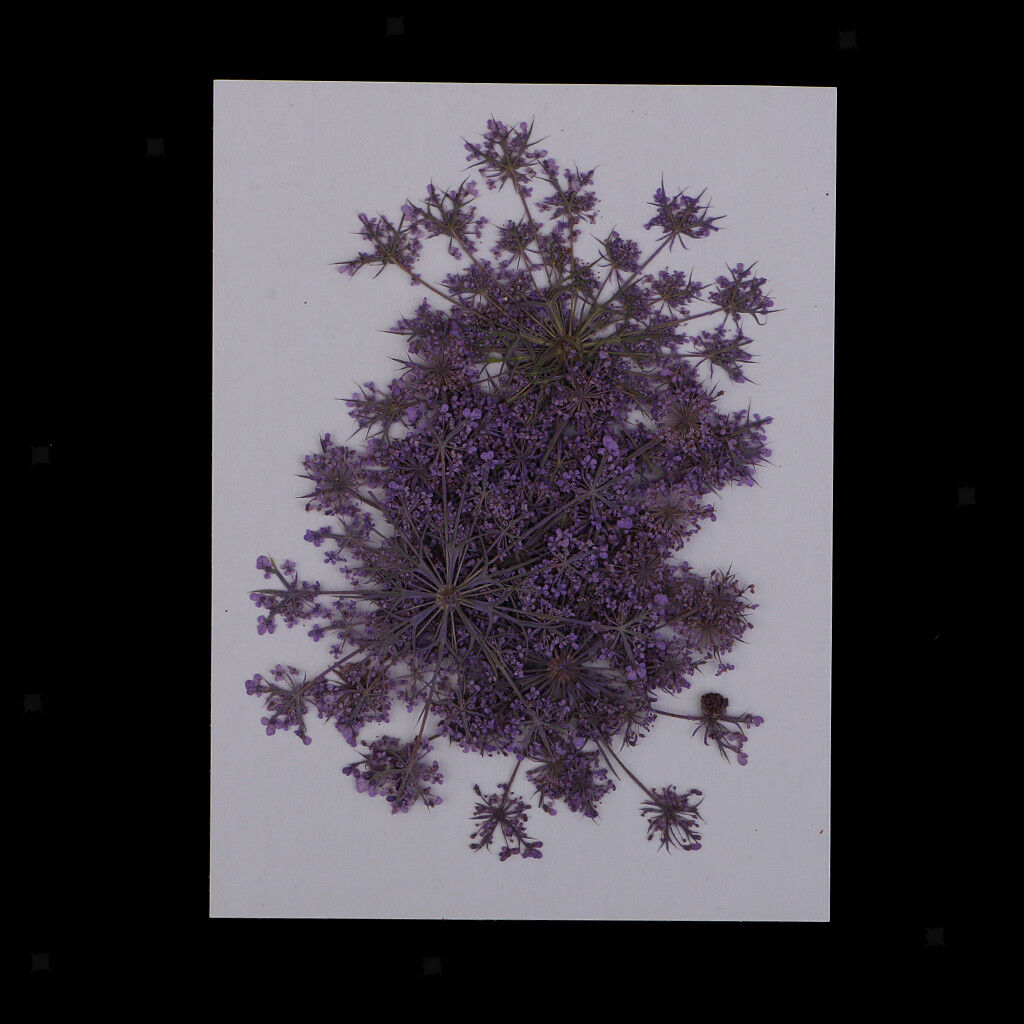24x Pressed Dried Flower Real Carrot Flower for Candle Making Craft 4 Colors