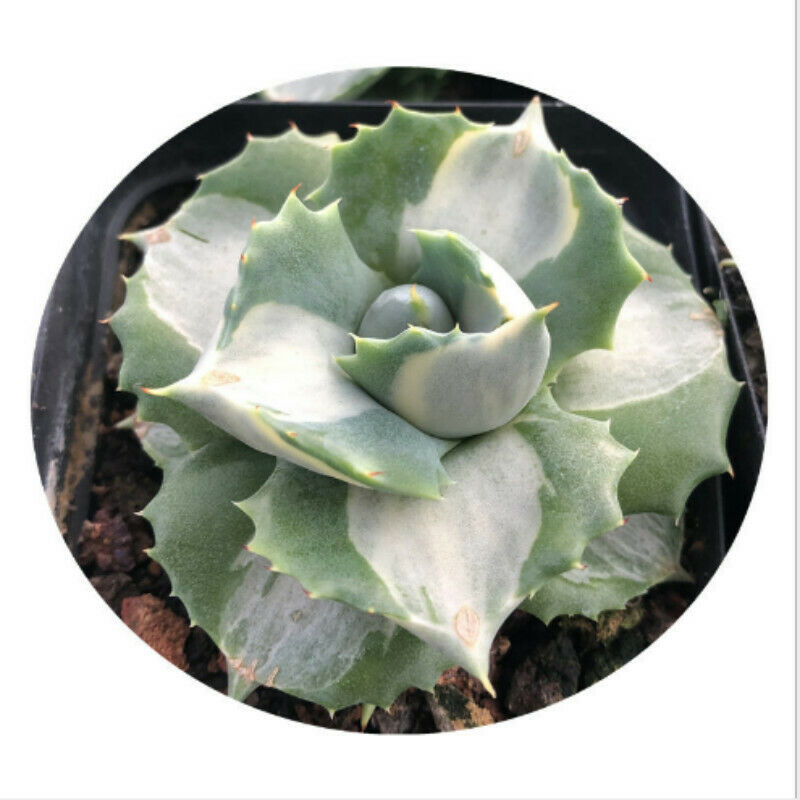 Agave isthmensis'Hoi Raiz Succulent plants Home Garden Bonsai 5-6cm