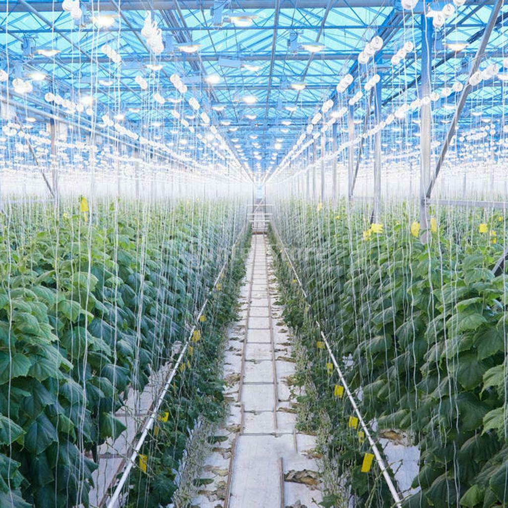 6Pieces Planting Tomato Hooks Vegetable Support Clamps For Planting Cucumber
