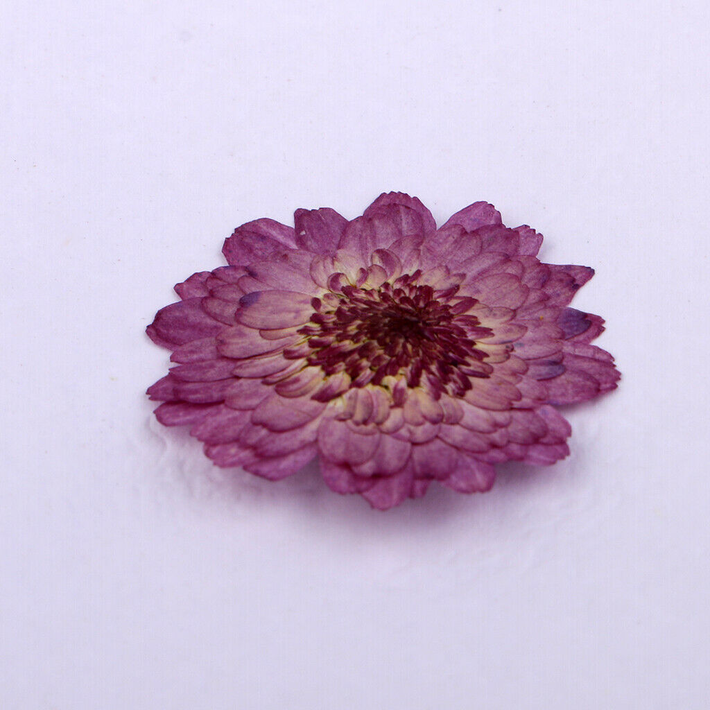 2X 10x Pressed Flowers DIY Creative Craft Gift Scrapbooking Crafts Purple Daisy