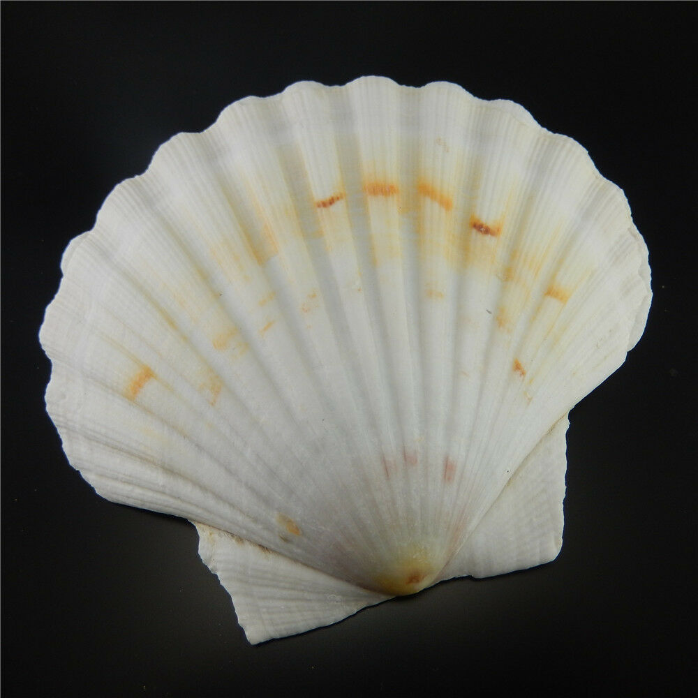 1 Piece Natural Big Scallop 9 - 12 cm Seashells Shells Nautical Crafts Decor