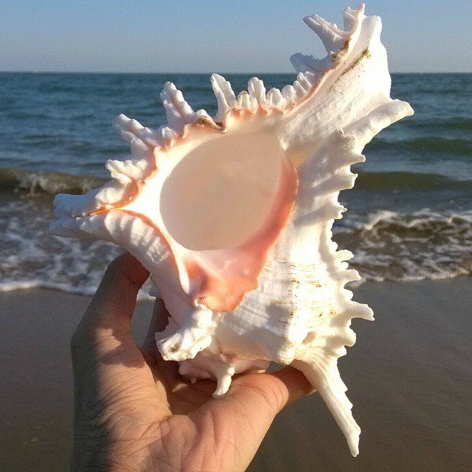 Large 15cm Natural Marine Shell Clam Conch Home Ornament Giant Sea