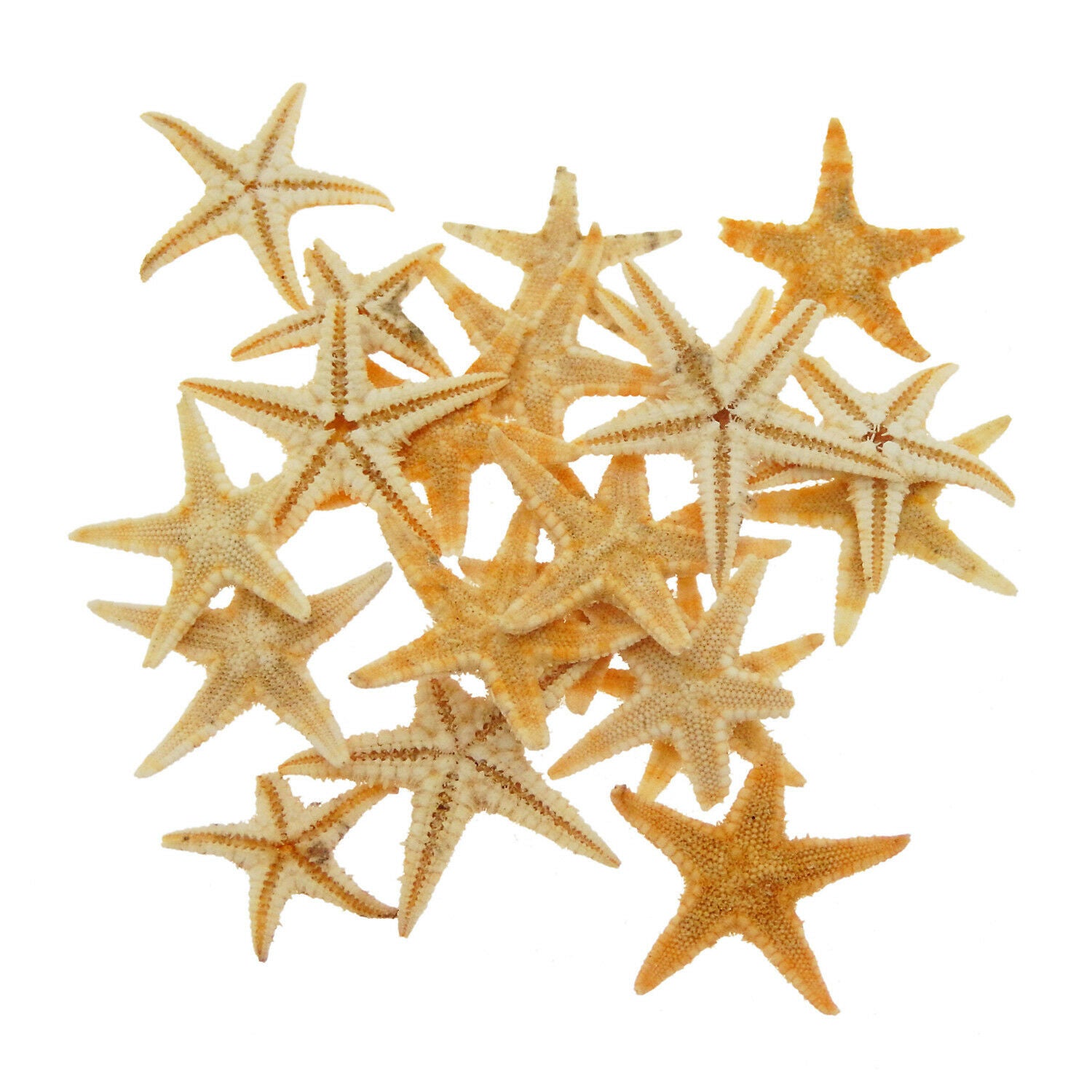 40 pcs Tiny Natural Starfish 15mm ~ 25mm Ornaments Flat Crafts Nautical Decor