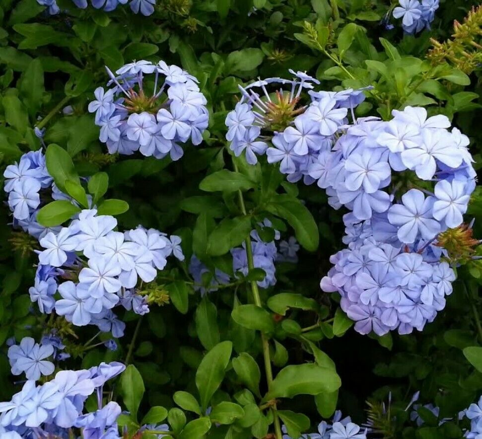 100Pc Plumbago Auriculata Blue Liana Creeps Exotic Perennial Flower Garden Decor