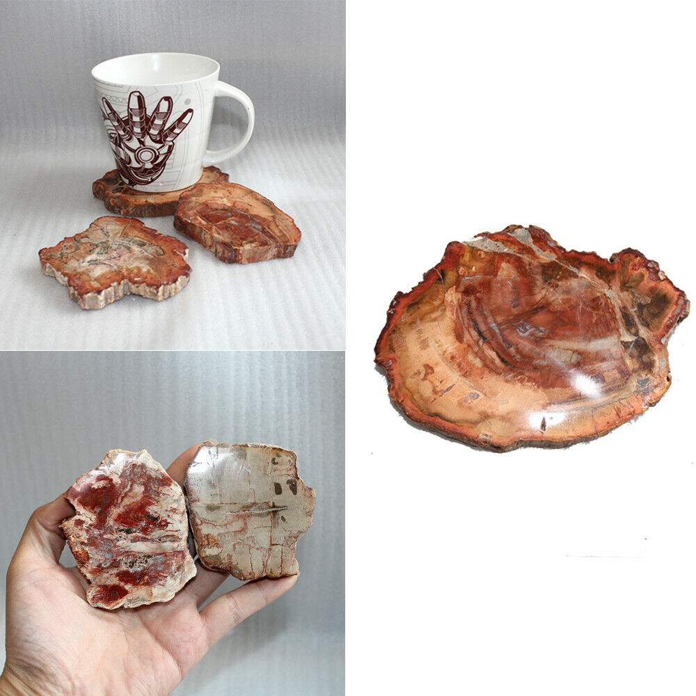 70MM Natural Wood Drink Coaster Specimen Fossil Polished Rock Madagascar