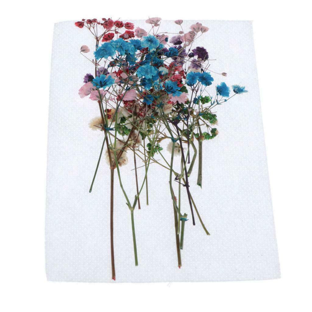 12Pcs Natural Dried Flowers Babysbreath DIY Pressed Herbarium Flower Decorative