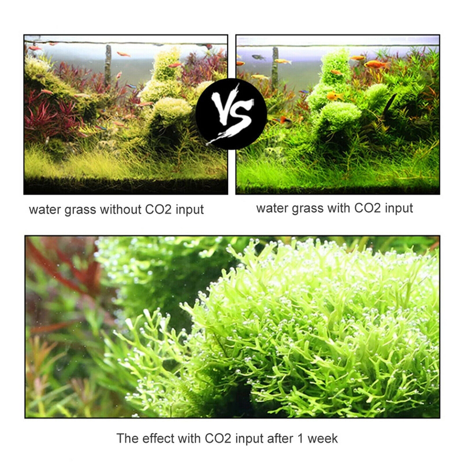 CO2 Generator Set for Plants Aquarium DIY CO2 Kit Pressurized