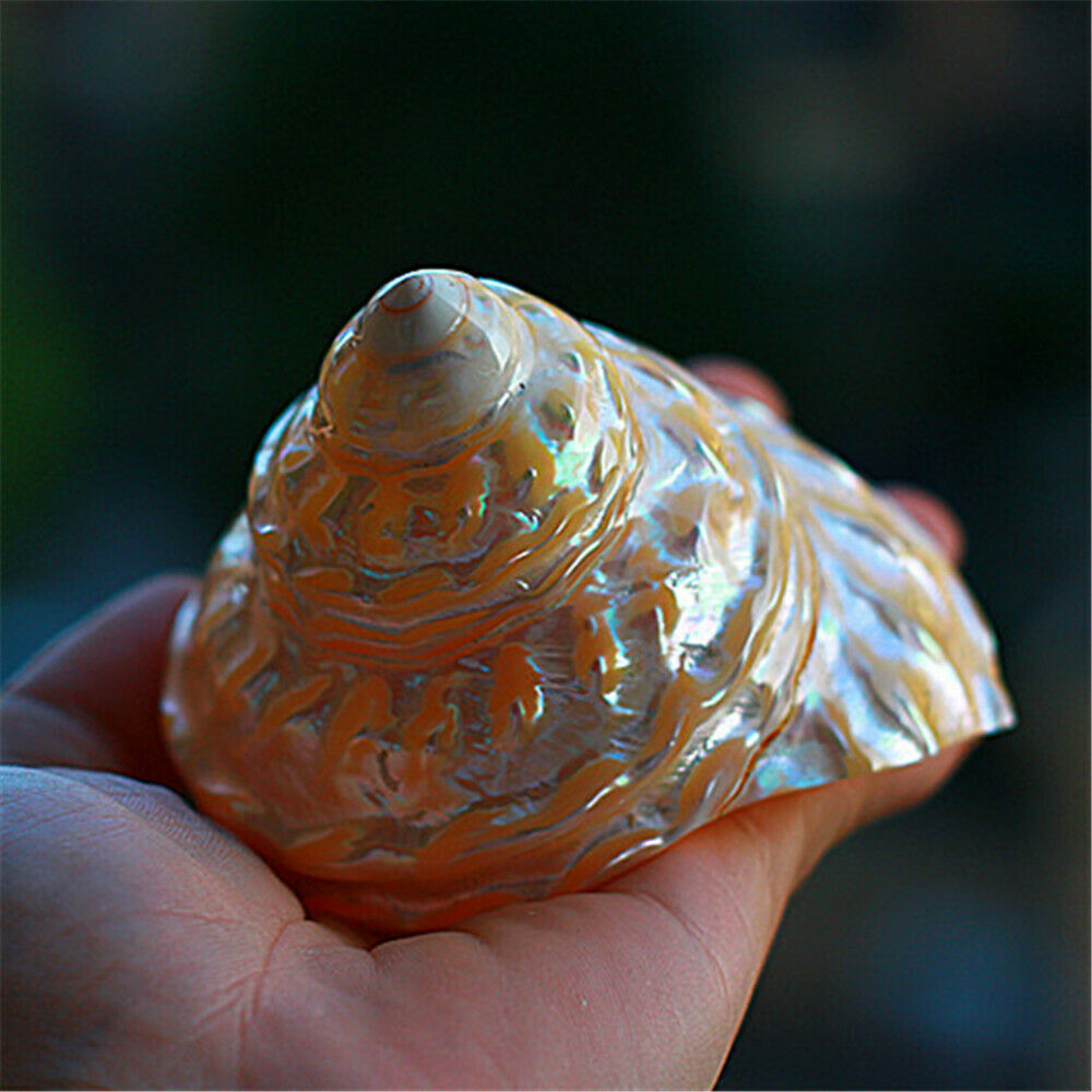 Natural Turban Snail 8-10 cm Fluorescent Shells Cone Shaped Ornament Decor