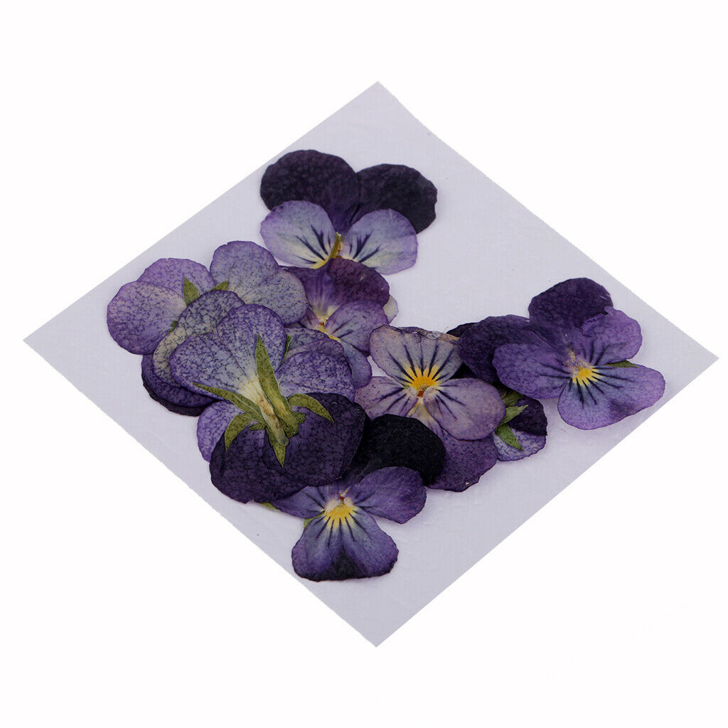6X 12Pcs Dried Pressed Flowers Scrapbooking Violet Dried Flower Jewelry Making