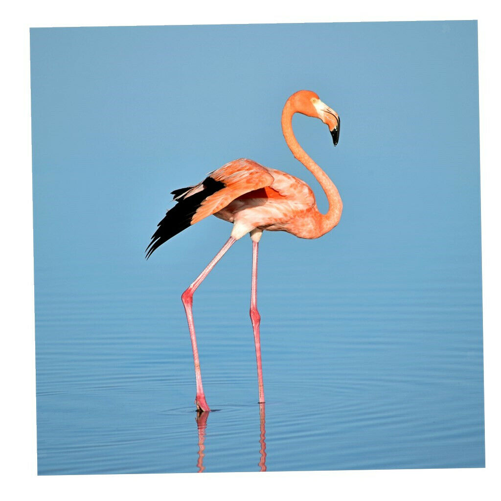 1 Set Daimond Painting Kit Lovely Animal Picture for Wall Decor Flamingos