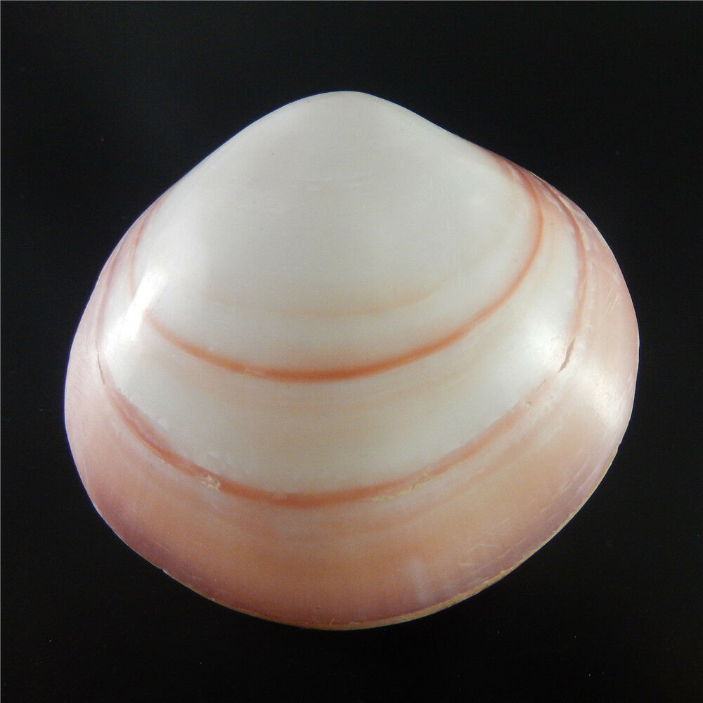 1x Natural Cherry Clam Shell Ornament Seashell Nautical Decor Aquarium DIY 6-8cm