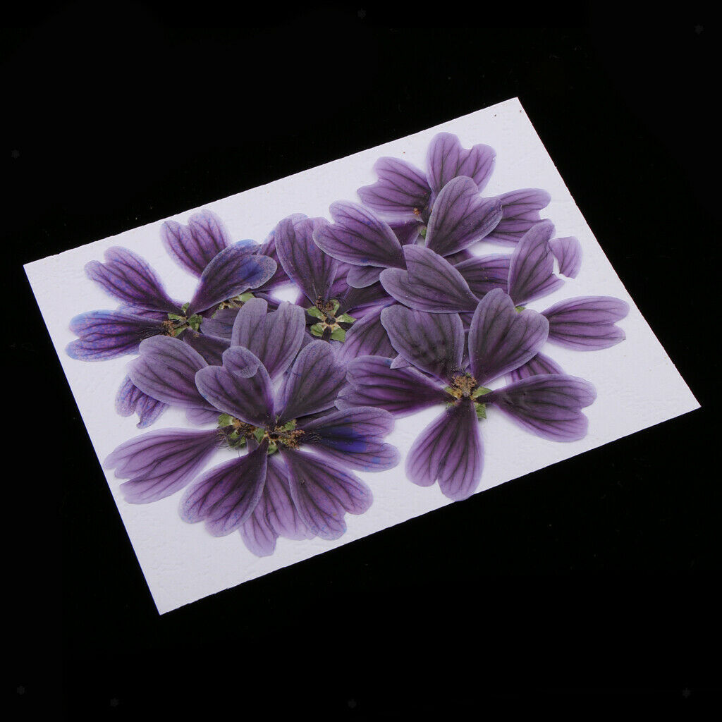 10 pieces of pressed dried flowers of Althaea Rosea