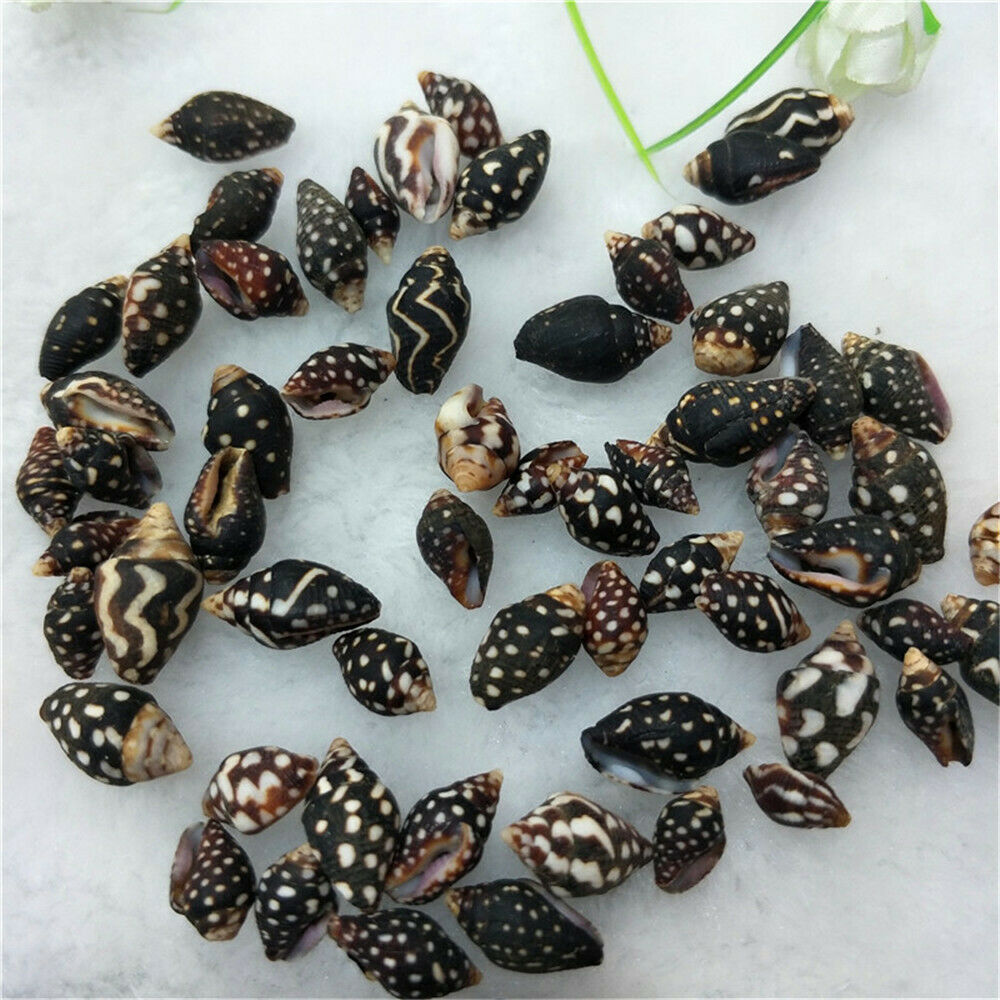 Lot of (x100) Natural Tiny Shells 1-2 cm Furrowed Planaxis Shell Craft Decor