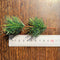 10x Christmas Artificial PVC Mini Pine Needles Plants DIY Christmas Tree Decor