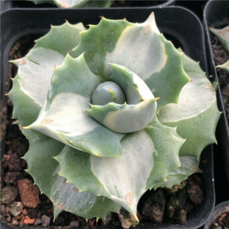 Agave isthmensis'Hoi Raiz Succulent plants Home Garden Bonsai 5-6cm