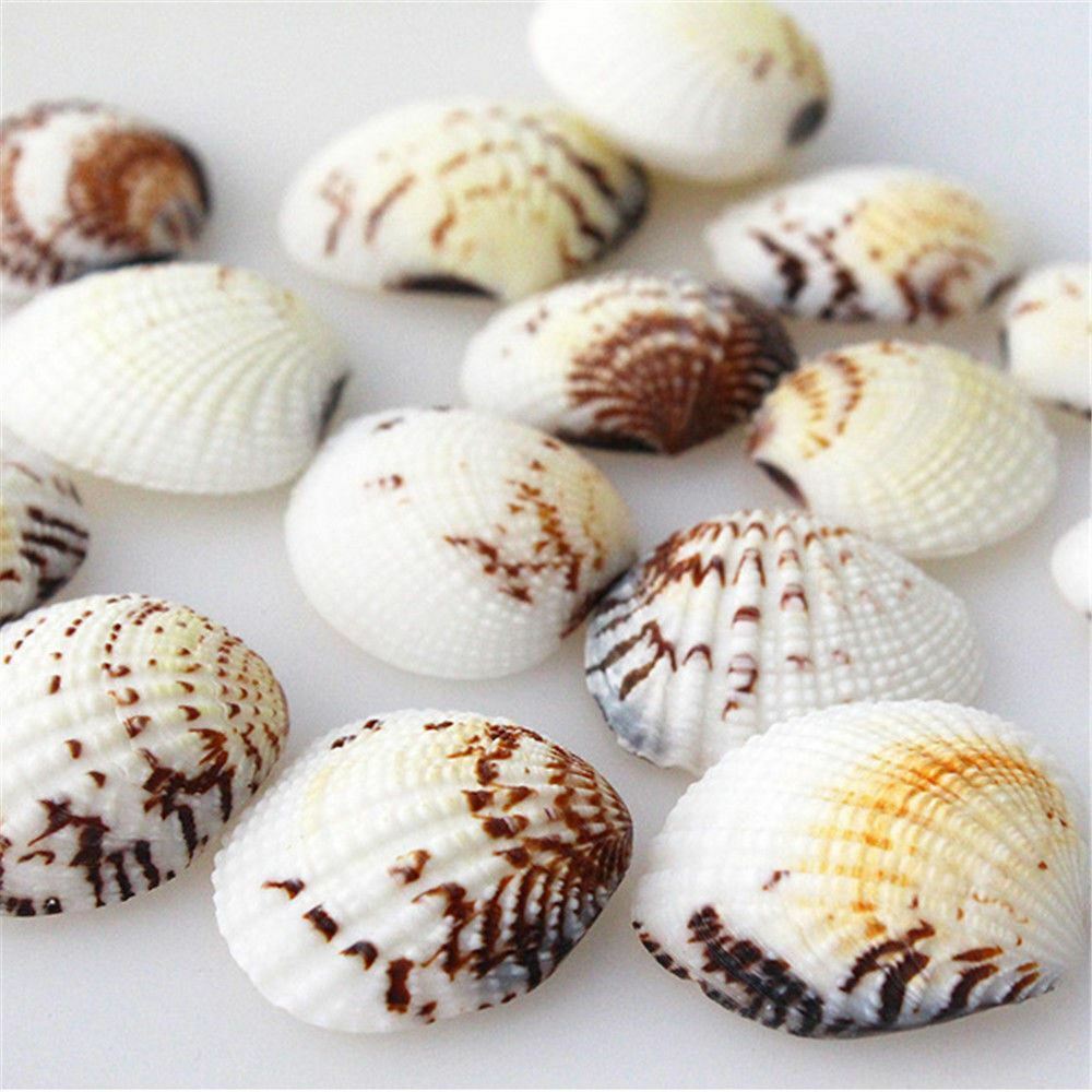 20 pcs Assorted Clams Shells Seashells Crafts Aquarium Fish Tank Nautical Decor