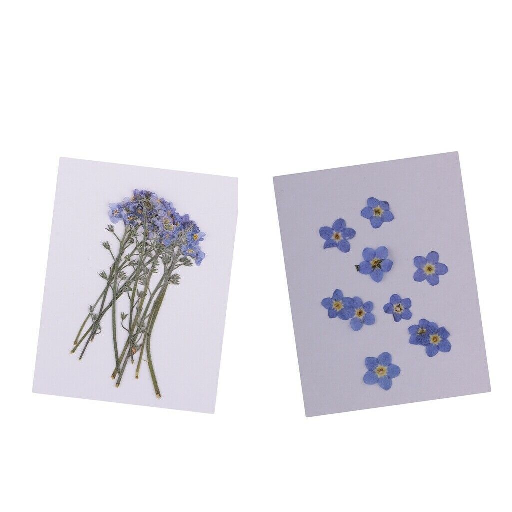 20x Pressed/Dried Flowers Forget me not Scrapbooking Art Craft DIY Materials