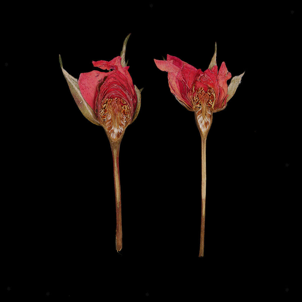 4X Real Dried Flowers Flower Decoration For DIY Art Craft Making Jewelry Making