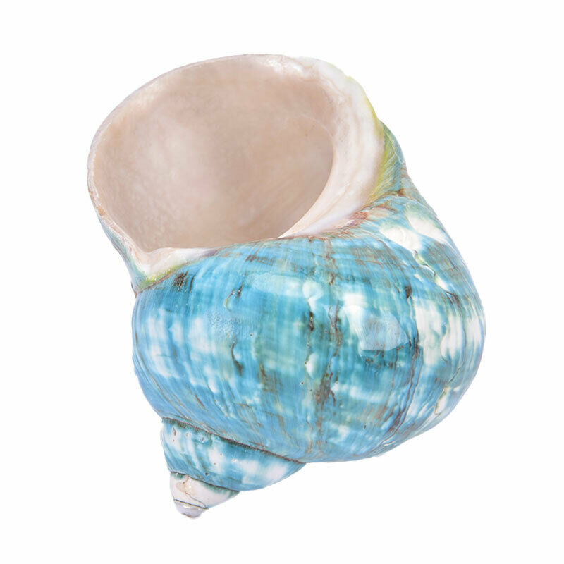 Natural Shell Sea Conch Snail Fish Tank Aquarium Decorations Roll Shellfish