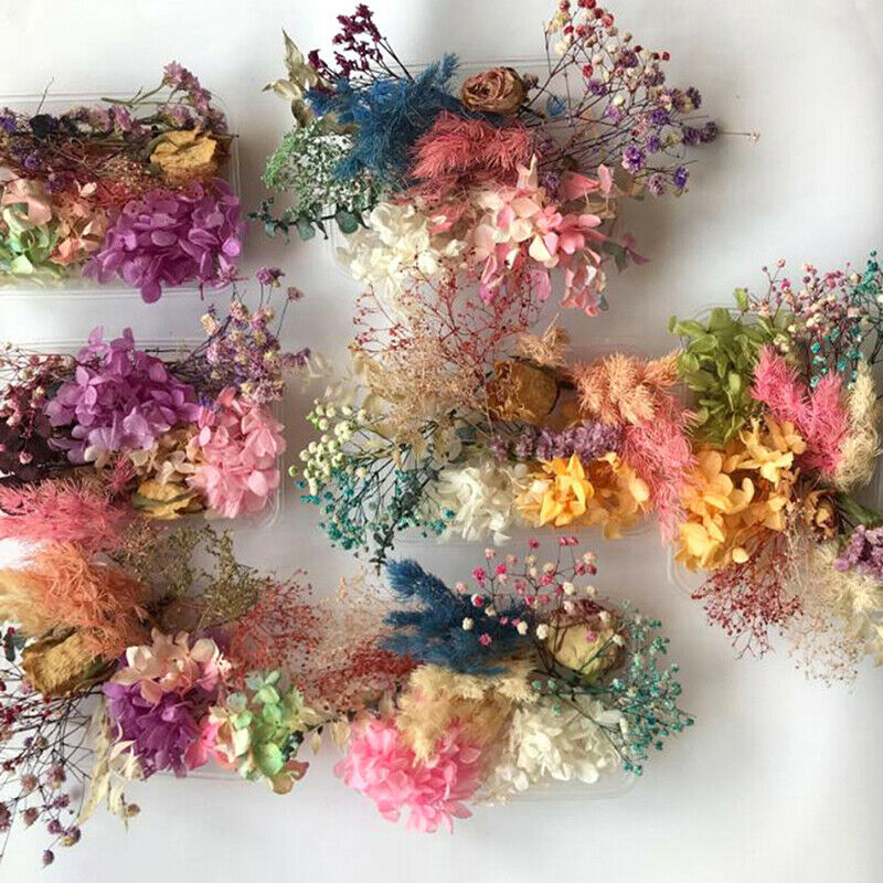 Random 1 Box Natural Dried Flower Dry Plants Real Flowers DIY Craft Acces.l8