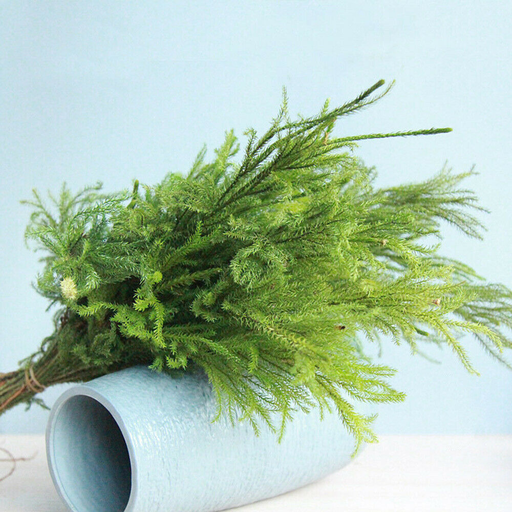 1 Bunch Lion Grass Natural Dried Flowers Green Plants Home Wedding Party Decor