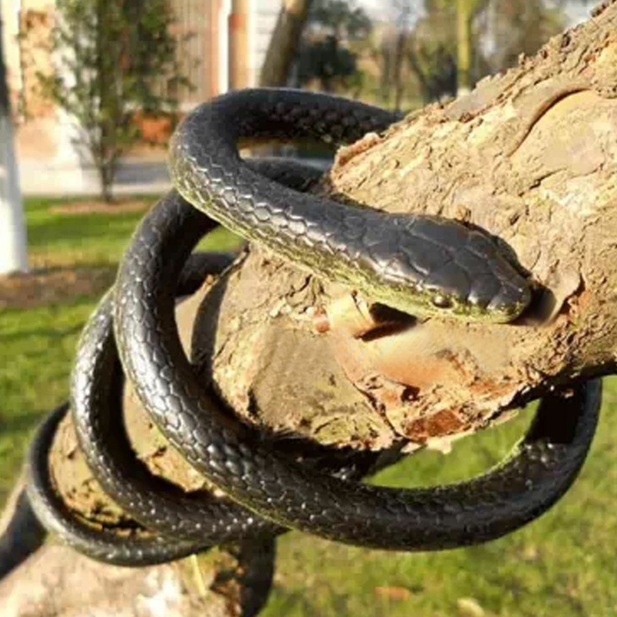 130cm Long RÃ©aliste Caoutchouc Souple Serpent Jardin HÃ©lices DrÃ´le Blague Jouet