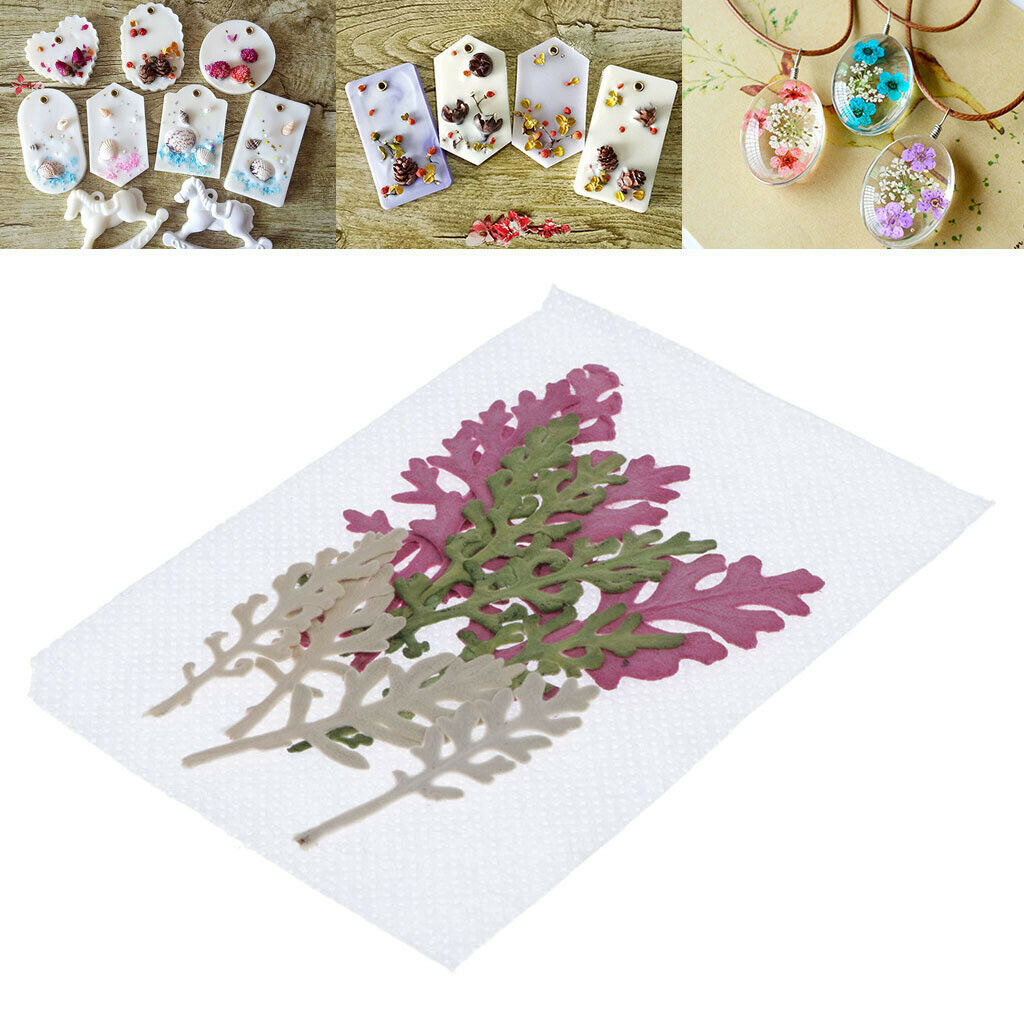 12Pcs Dry Press Flower Natural Pressed Dried Dusty Miller Leaves for Nails Art
