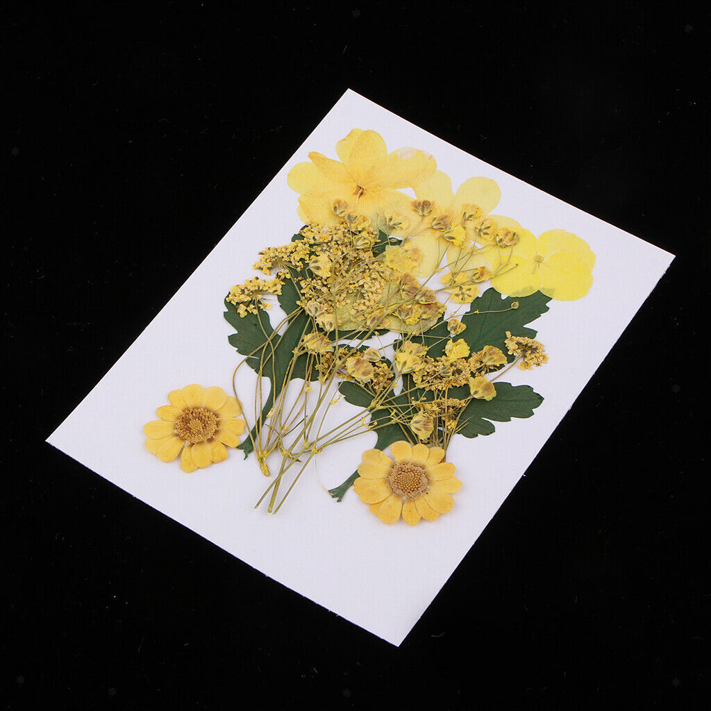 3 Pressed Dried Flower Leaves Specimen DIY Art Craft Scrapbook Card