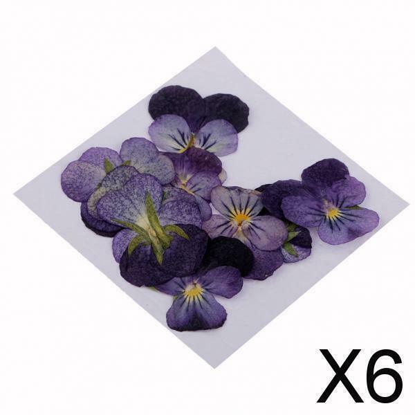 6X 12Pcs Dried Pressed Flowers Scrapbooking Violet Dried Flower Jewelry Making