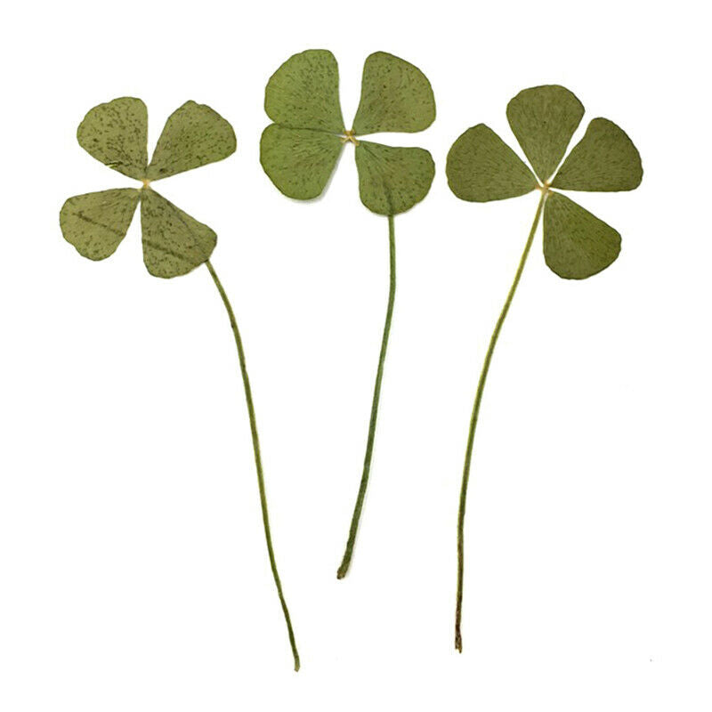 Four Leaves Dried flowers Card Making Scrapbooking Jewelry Furniture Deco.l8