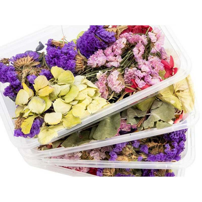 Random 1 Box Natural Dried Flower Dry Plants Real Flowers DIY Craft Acces.l8